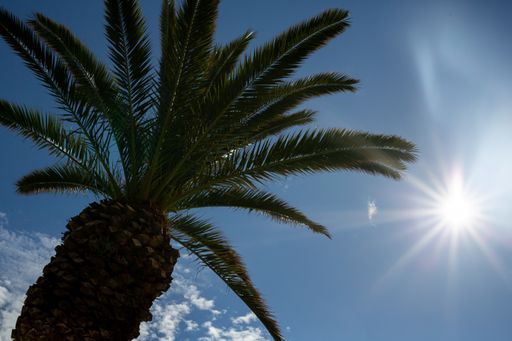 A low angle shot of a palm tree at sunlight