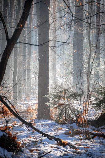 A landscape of a snowy path in the forest with trees in the Winter with misty sky, vertical shot
