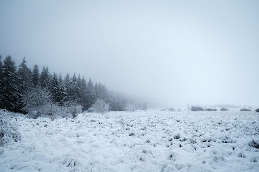 A beautiful landscape of the Ardennes forest in snowy and foggy weather in Belgium.