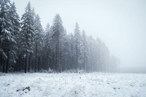 A beautiful landscape of the Ardennes forest in snowy and foggy weather in Belgium.