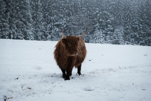 A highland cattle in the Ardennes forest in snowy and foggy weather in Belgium.