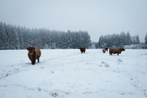 The highland cattles in the Ardennes forest in snowy and foggy weather in Belgium.