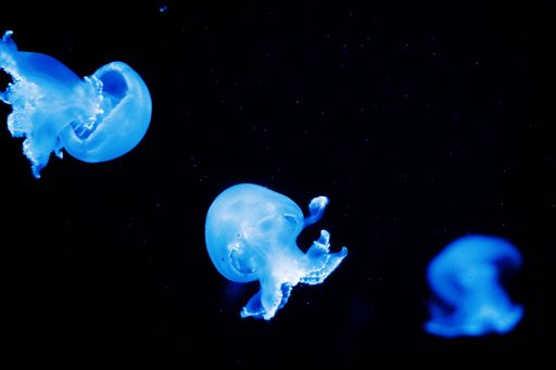 The blue jellyfish on a black background.