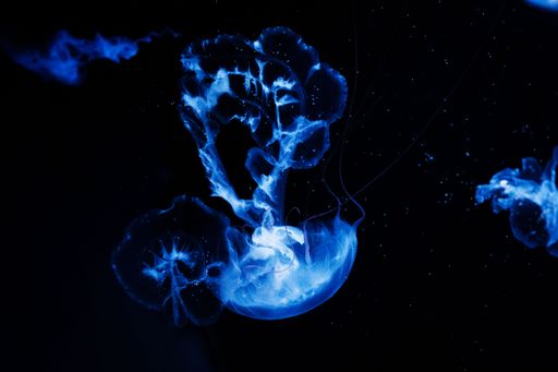 The blue jellyfish on a black background.
