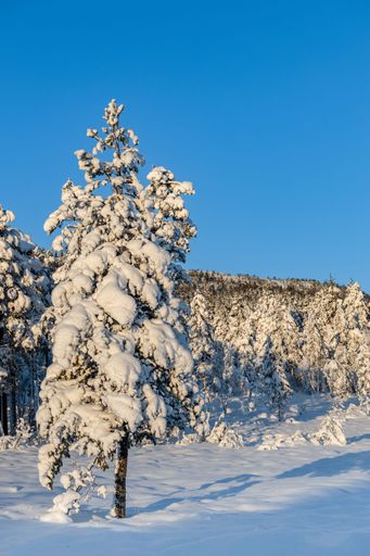 A vertical shot of a small snow covered pine tree in a forest during winter