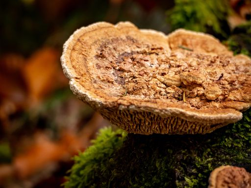 A closeup shot of a wildly grown polypore mushroom on a mossy surface