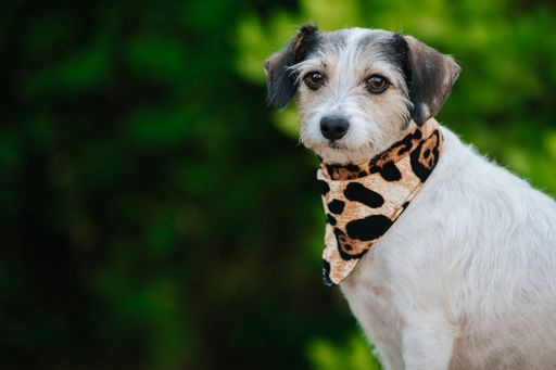 A closeup shot of Jack Russell Terrier with a cheetah collar against a green bokeh background