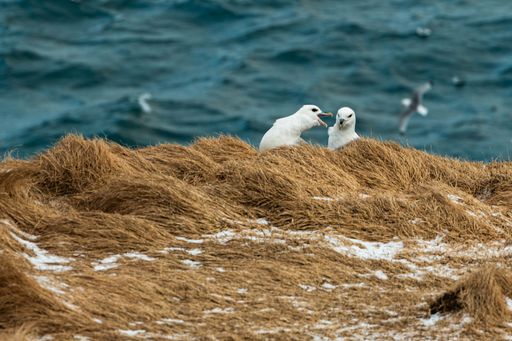 An arctic fulmar bird screaming at its partner while sitting on a grassy dune with blur background