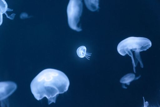 A school of jellyfish gliding gracefully in the depths of the ocean against a dark backdrop.