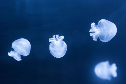 A school of jellyfish gliding gracefully in the depths of the ocean against a dark backdrop.