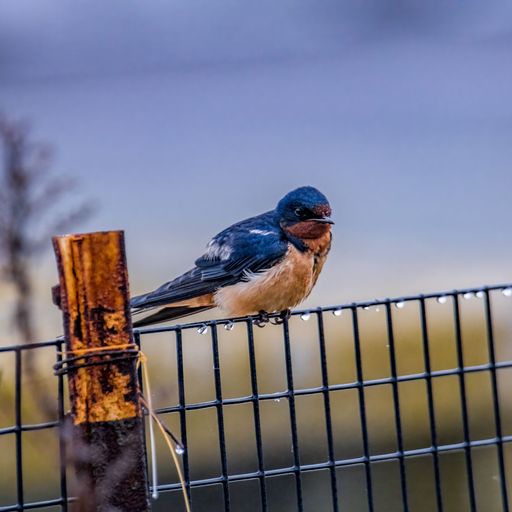 A barn swallow perched on a railing in a wet and misty Jones Beach in New York State