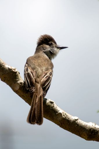 A small bird perched on a tree branch in a lush forest setting