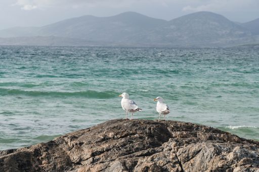Two seagulls perched atop a large rock, overlooking the beachfront, in Scottish Highlands