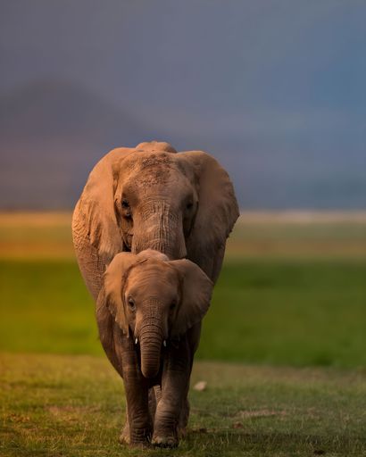 A vertical shot of a big elephant walking behind the baby elephant on a green grassland