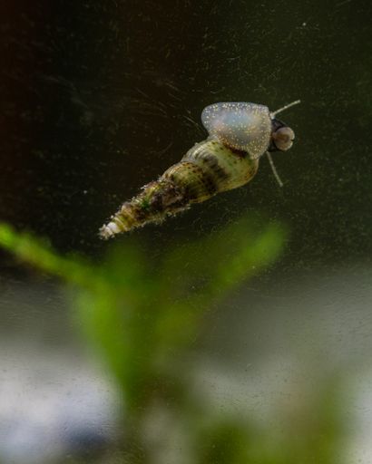 A vertical shot of red-rimmed Melania snail on the aquarium