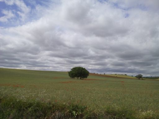 A closeup shot of a lone tree in the field under a cloudy s