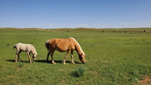 A brown horse and a white pony grazing on grass field under blue sky on the horizon