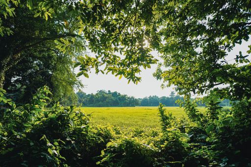 A beautiful view of green field with fresh grass through branches during sunrise