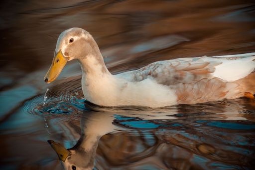 A closeup shot of a saxony duck swimming in a pond