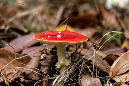 A closeup shot of a red fungus growing on a forest floor