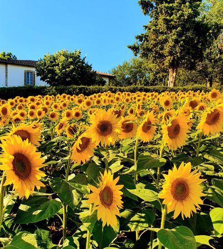 A field full of beautiful yellow sunflowers with a house and trees in the background on a sunny day