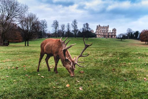 A red deer at the Wollaton park in Nottingham UK