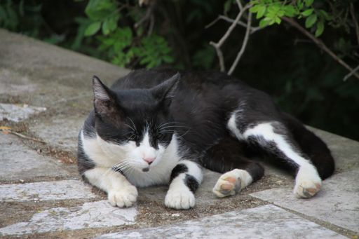 A closeup portrait of a homeless sleepy cat lying on a ground