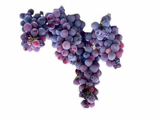 A closeup shot of a ripe grape bunch isolated on a white background