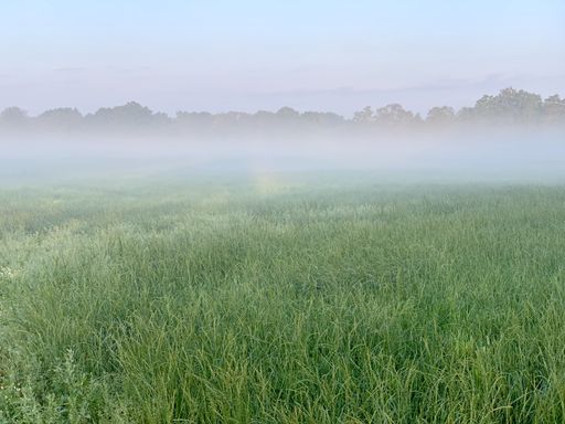 A beautiful shot of a heavy fog over a fresh grass field