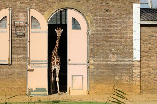 A tall giraffe standing behind the doors of a zoo brick building during the daytime