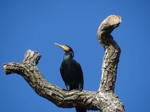A black Cormorant perched atop a wooden tree branch against a blue sky