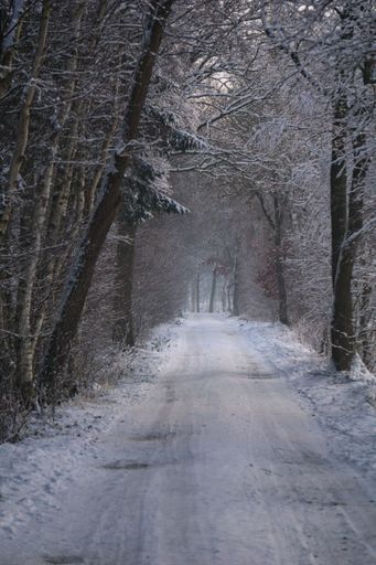 A narrow pathway in the forest covered by snow, vertical