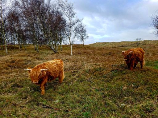 A close-up shot of two highland cattle on a dry field