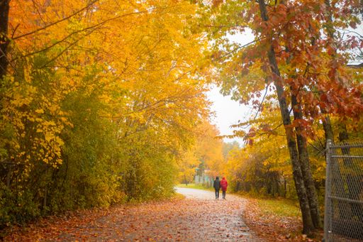 A scenic view of two people walking through a forest filled with orange leaves during autumn