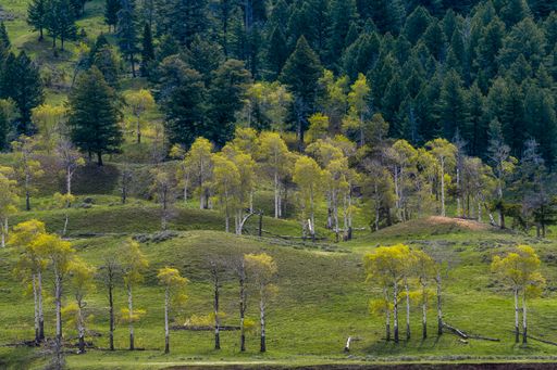 A mesmerizing shot of a beautiful forest with high trees and green grass in a daytime