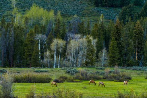 A shot of a beautiful forest with high trees and with adorable horses grazing in the green field
