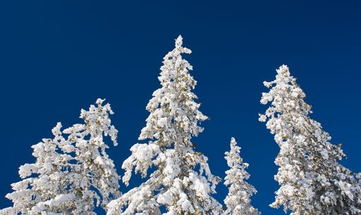 A low-angel shot of the trees in the forest covered in snow on a cold sunny winter day against the blue sky