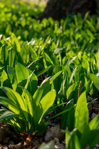 A selective focus of Wild garlic (Allium ursinum) green leaves in the forest,ground vertical shot