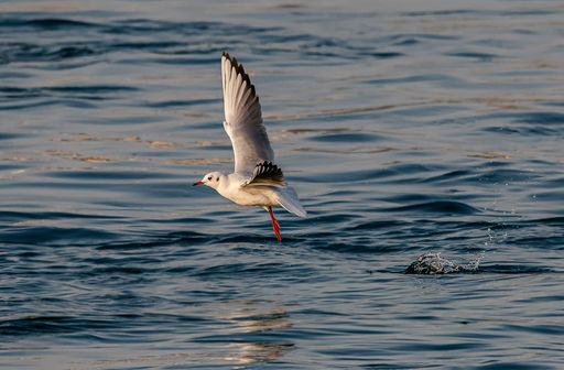 A seagull soaring over the tranquil waters of the sea.