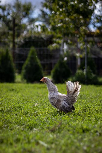 A shallow focus shot of a domestic chicken standing on the green grass in the farm