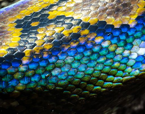 A closeup shot of the scales of a colorful snake