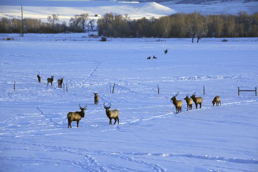 A herd of elks in a snowy field near Steamboat, Colorado in the wintertime