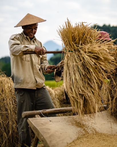 A selective of an adult farmer with a palm hat harvesting rice in Nong Khiaw