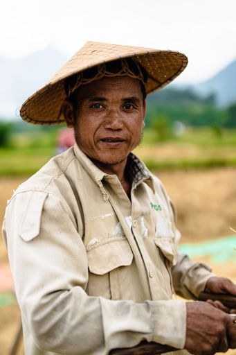 A selective of an adult farmer with a palm hat harvesting rice in Nong Khiaw
