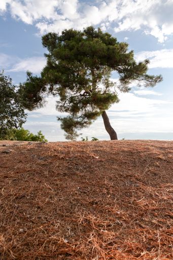 A solitary pine tree stands in the foreground of a grassy field, with the deep blue ocean stretching out in the background