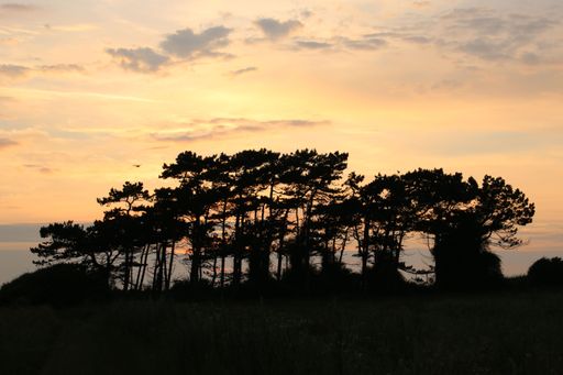 A beautiful sunset over the silhouette of the trees.