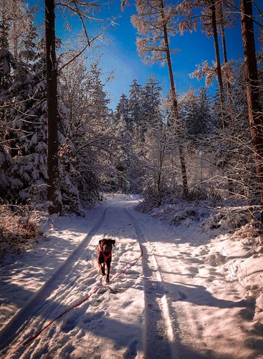A vertical shot of a cute adult chocolate Labrador retriever dog in nature on a sunny winter day
