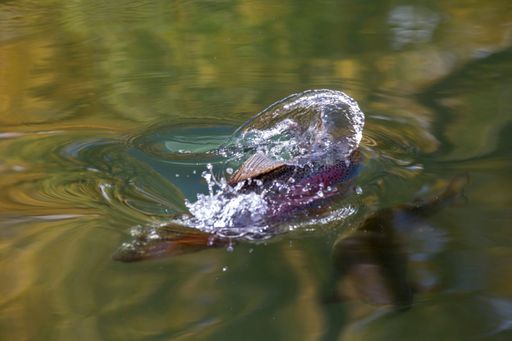 A high angle closeup shot of a rainbow trout fish swimming in a lake
