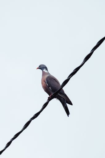 A vertical shot of a common wood pigeon perched on a cable