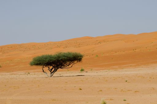 A single green-leafed tree in a desert area during daytime